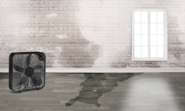 Best Water damage restoration specialists  in Kinder, LA